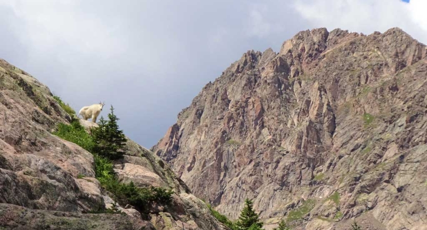 A white mountain goat is perched on a rocky peak